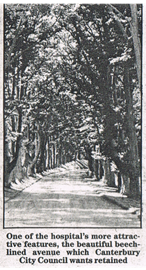 photo: the beech-lined avenue